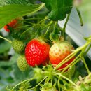 영온농장 이미지