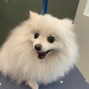 퍼피블랑 이미지