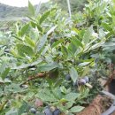 용래농장 이미지