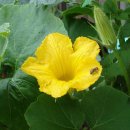 호박넝쿨 이미지