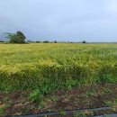 상모리-3 이미지