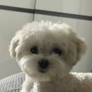 닥터맘마 | 강아지 사료 바꿨을 뿐인데 달라진 7일, 오븐베이크 사료 닥터맘마 케어핏 리얼 후기