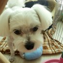 부원초등학교 이미지