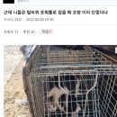 (심약자사진,영상주의) 살아있는 고양이 가두고 태우는 디씨인사이드 갤러리 이미지