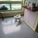 축복애견호텔미용 이미지