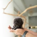 블루퍼피 이미지