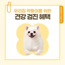 진량동물병원 | 진량강아지성대수술 하양강아지성대수술 압량강아지성대수술 제대로 알아보는 기준