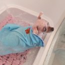 모모펫그루머 이미지