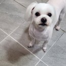 댕스살롱 이미지