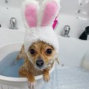 동그랑 애견 미용실 이미지