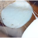 자연산약초마을 이미지