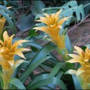 아나나스 이미지