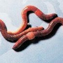 지렁이마을 이미지