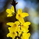 개나리공원4 이미지