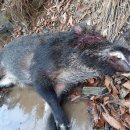 돼지두마리 이미지