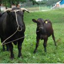 제주축산농협 축산물공판장 이미지