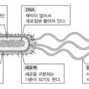 세균 (bacteria , 細菌) 이미지