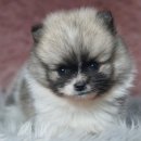 오라켄넬 이미지