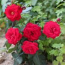 꿈꾸는 별 이미지