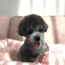 메르시동물병원 이미지