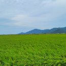 단미청 이미지