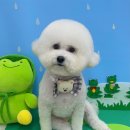 쁘띠아키 이미지