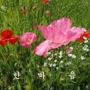 만병 통치약 &#34;타우린&#34; 이미지