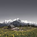 '꽃길만 걷자'…스위스에 찾아온 봄 이미지