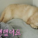 몰리 이미지