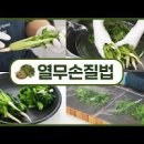 열무김치 만드는 법 열무손질 아삭아삭 맛있게 열무김치 담그는법 이미지