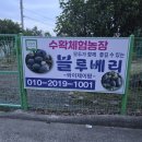 와이제이팜 네이버블로그