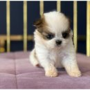 도그플레이스 이미지