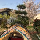 은행나무펜션 이미지