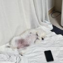 금빛동물병원 네이버블로그