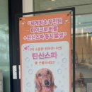 댕냥이 미용소 네이버블로그