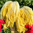 해남군-09 | 해남 천일염 절임배추 속꽉찬 20kg 김장용 : 마켓상상09 특징과 선택 방법 총정리