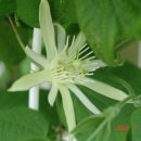 장현3리 Daum카페