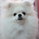 개바라기 이미지