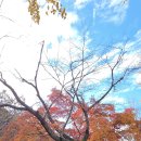 선운사 단풍 이미지