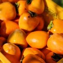 대봉사슴 이미지