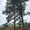 수아리아리애견 | 영월 캠핑장 추천 <아리아리숲속캠핑장> 여름에도 시원하고 조용한 캠핑 7번 사이트 후기