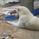 엄마는장금이 이미지