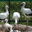 황새둥지 이미지