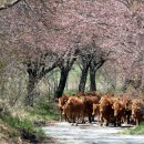 소떼목장 이미지