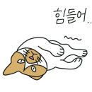 메타이스케이프