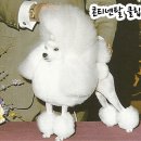 멋내는 애견 이미지