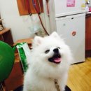 빛나개 이미지