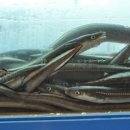 싱싱장어 이미지