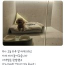 보위그(Boweg) | 유치원 다니는 루나의 일상 :)