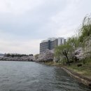 보문정 | 경주 벚꽃명소 보문단지 호반길 보문정 황룡원 방문 후기 2026년